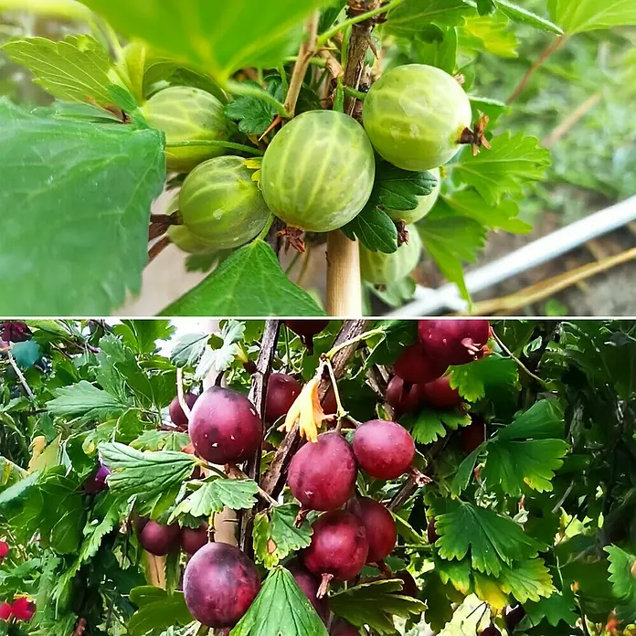 Stachelbeere - Set - 2 Stk., Ribes Mucurines & Captivator, Topfvolumen: 3,5 l - Zweireihiges Bild von grünen und roten Stachelbeeren, die auf einem Strauch wachsen und die Reifung der Früchte zeigen.
