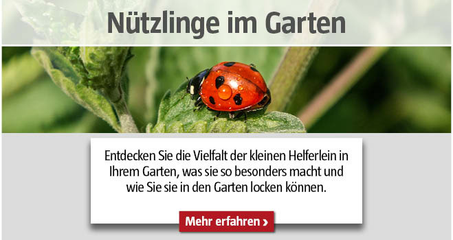 Marienkäfer auf einem Blatt, Titel Nützlinge im Garten