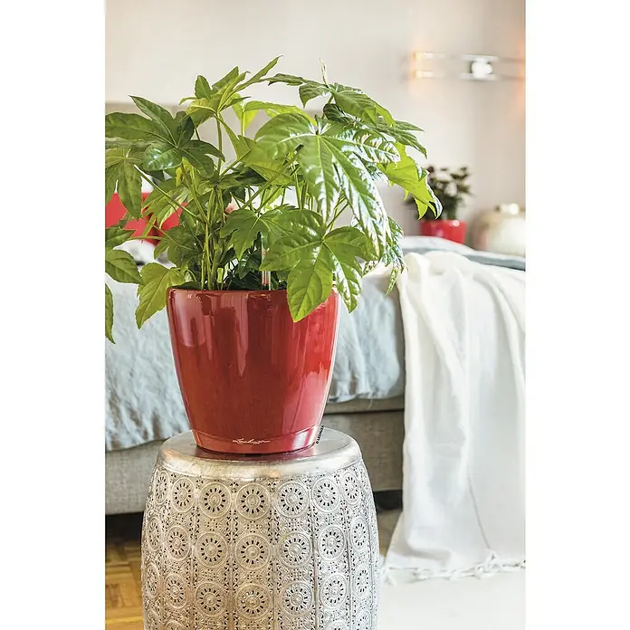 Lechuza Classico Pflanztopf Premium LS - Außenmaß (Ø x H): 36 x 32,5 cm, Kunststoff, Rot - Ein glänzender Aralia Zimmerstrauch im roten Topf auf einem silbernen Beistelltisch. Eine stilvolle Dekoration für jeden Raum.