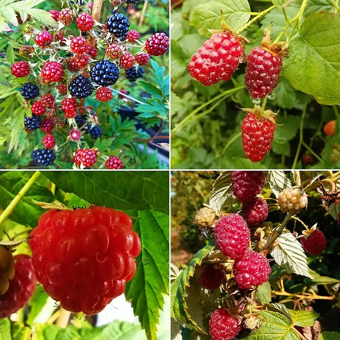 Beerenstrauch - Set - 4 Stk., Autumn Bliss, Autumn First, Thornless Evergreen & Tayberry Buckingham, Topfvolumen: 3,5 l - Eine Collage von köstlichen Himbeeren in verschiedenen Reifestadien, von leuchtend rot bis tiefschwarz, an ihren grünen Stielen.