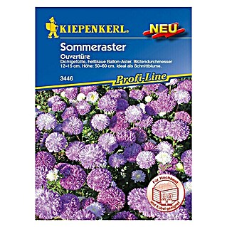 Kiepenkerl Profi-Line Blumensamen Sommeraster (Callistephus chinensis, Ouvertüre, Blütezeit: Juli)