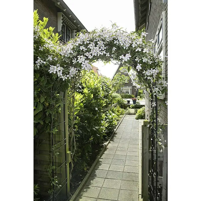 Nature Rosenbogen - 114 x 38 x 229 cm, Schwarz - Der blühende Rosenbogen bietet einen malerischen Durchgang. Die zarten Blüten und das üppige Grün schmücken den Gartenweg auf charmante Weise.