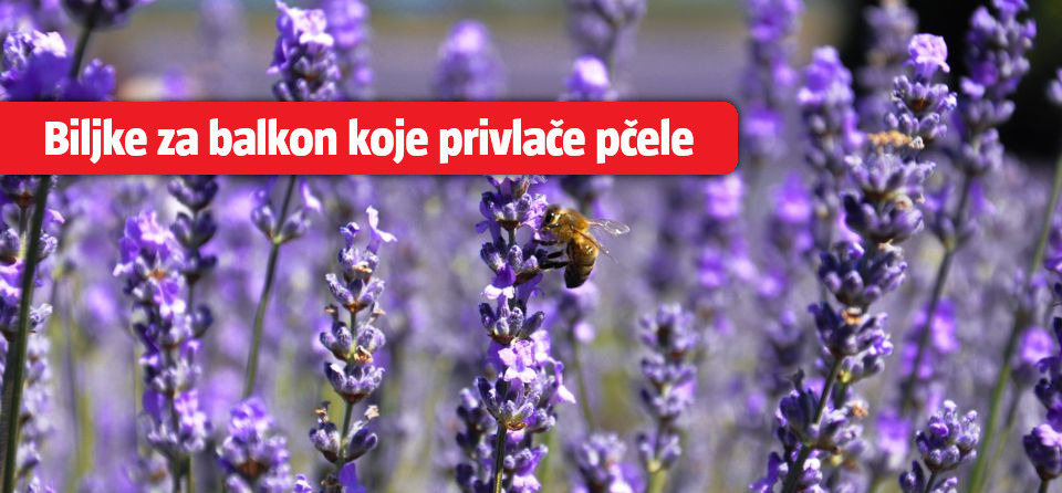Biljke za balkon koje pčele vole