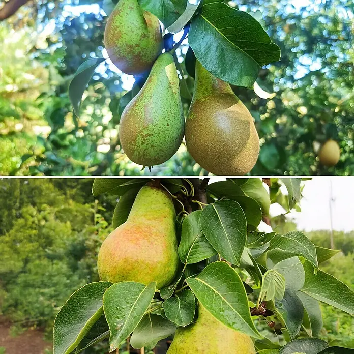 Birnenbaum Set - 2 Stk., Pyrus Williams Christ & Pyrus Conference, Topfvolumen: 7,5 l - Nahaufnahme von reifen, grünen Birnen, die an einem Baum hängen. Die Früchte zeigen natürliche Farbunterschiede und Texturen.