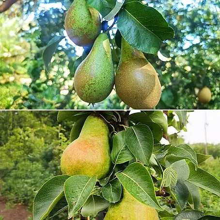 Birnenbaum Set