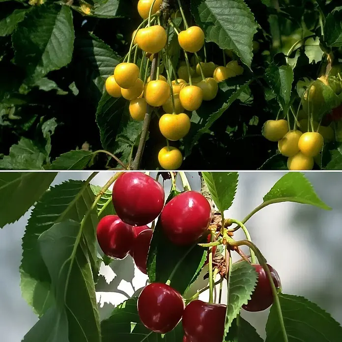 Süßkirschbaum Set - 2 Stk., Prunus Kordia & Dönissens Gelbe Knorpelkirsche, Topfvolumen: 7,5 l - Oben gelbe und unten rote Kirschen an Ästen mit grünen Blättern. Diese köstlichen Kirschen sind ein echter Genuss.