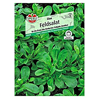 Sperli Salatsamen Feldsalat (Elan, Valerianella locusta, Erntezeit: Mai)