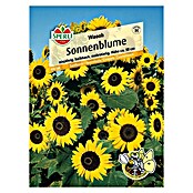 Sperli Blumensamen Sonnenblume (Waooh, Helianthus annuus, Blütezeit: Juli) | BAUHAUS