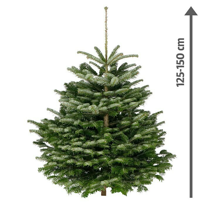 Piardino Nordmanntanne (125 - 150 cm, Weihnachtsbaum, Gesägt)