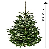 Piardino Nordmanntanne (125 - 150 cm, Weihnachtsbaum, Gesägt)