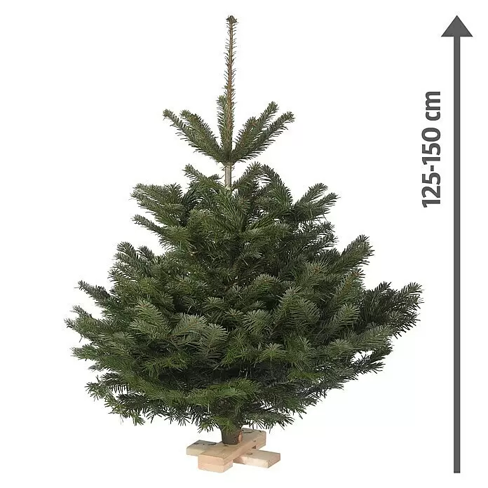 Piardino Nordmanntanne auf Holzkreuz - 125 - 150 cm hoch, Abies nordmanniana - Vorderansicht