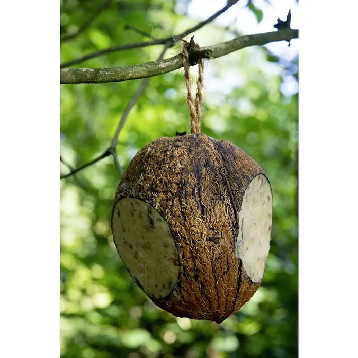 Dobar Wildvogelfutter Mix - 6 Stk. - Kokosnuss-Vogelhaus hängt an einem Ast, mit zwei runden Öffnungen, die mit Vogelfutter gefüllt sind.
