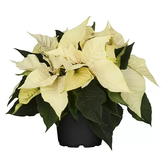 Piardino Weihnachtsstern - Euphorbia pulcherrima, Topfgre: 17 cm,  Bltenfarbe: Sortenabhngig online kaufen bei BAUHAUS