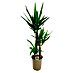 Piardino Palmlelie Yucca 