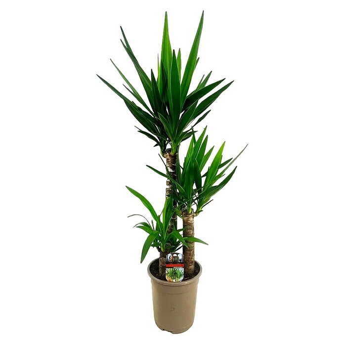 Piardino Palmlelie Yucca (Yucca elephantipes, Potmaat: 21 cm) | BAUHAUS
