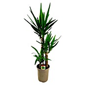 Piardino Palmlelie Yucca (Yucca elephantipes, Potmaat: 21 cm) | BAUHAUS