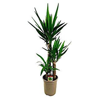 Piardino Palmlelie Yucca (Yucca elephantipes, Potmaat: 21 cm)