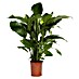 Piardino Lepelplant 