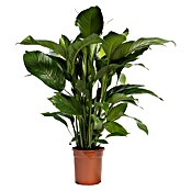 Piardino Lepelplant (Spathiphyllum florib, Potmaat: 21 cm) | BAUHAUS