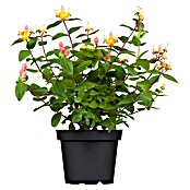 Hypericum 12 i.S. gelb