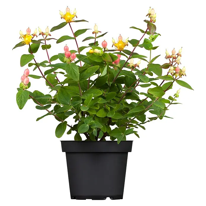 Piardino Johanniskraut - Hypericum in verschiedenen Sorten, Topfgröße: 11 cm - Topfansicht einer Hypericum-Pflanze mit gelben Blüten und rosa Beeren in einem schwarzen Topf.