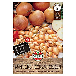 Sperli Steckzwiebeln Gelbe Wintersteckzwiebel Winteria (Allium cepa, 50 Stk.)
