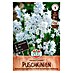 Sperli Blumenzwiebeln Puschkinie 