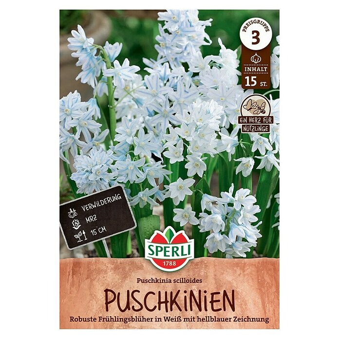 Sperli Blumenzwiebeln Puschkinie (Puschkinia scilloides, Weiß/Hellblau, 15 Stk.) | BAUHAUS