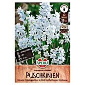 Sperli Blumenzwiebeln Puschkinie (Puschkinia scilloides, Weiß/Hellblau, 15 Stk.) | BAUHAUS