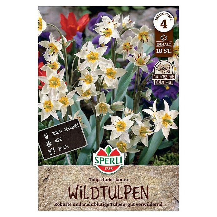 Sperli Blumenzwiebeln Wildtulpe Turkestanica (Tulipa turkestanica, Weiß, 10 Stk.) | BAUHAUS