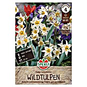 Sperli Blumenzwiebeln Wildtulpe Turkestanica (Tulipa turkestanica, Weiß, 10 Stk.) | BAUHAUS