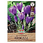 Sperli Blumenzwiebeln Gartenkrokus Grand Maitre (Crocus vernus, Violett/Blau, 12 Stk.) | BAUHAUS