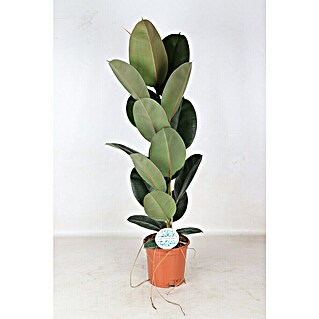 Piardino Rubberboom (Ficus elastica Robusta, Potmaat: 21 cm)