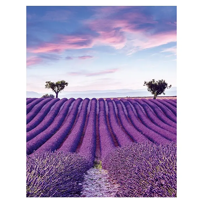 Glööckler Pompöös Provence Fototapete Lavendelfeld - B x L: 212 x 270 cm, Vlies - Ein atemberaubendes Foto von einem Lavendelfeld mit zwei Bäumen unter einem farbenprächtigen Himmel bei Sonnenaufgang.