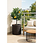 Keter Maceta para planta Samui (Ø x Al: 44 x 44 cm, Marrón)