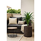 Keter Maceta para planta Samui (Marrón, L x An x Al: 36 x 36 x 37,3 cm)