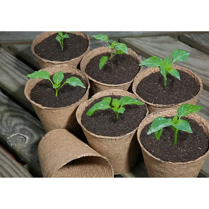 Floraworld Anzuchttopf Classic - Ø x H: 8 x 8 cm, Natur - Eine Nahaufnahme von Setzlingen in braunen Töpfen mit dunkler Erde. Die Setzlinge haben grüne Blätter und stehen auf einem Holztisch.