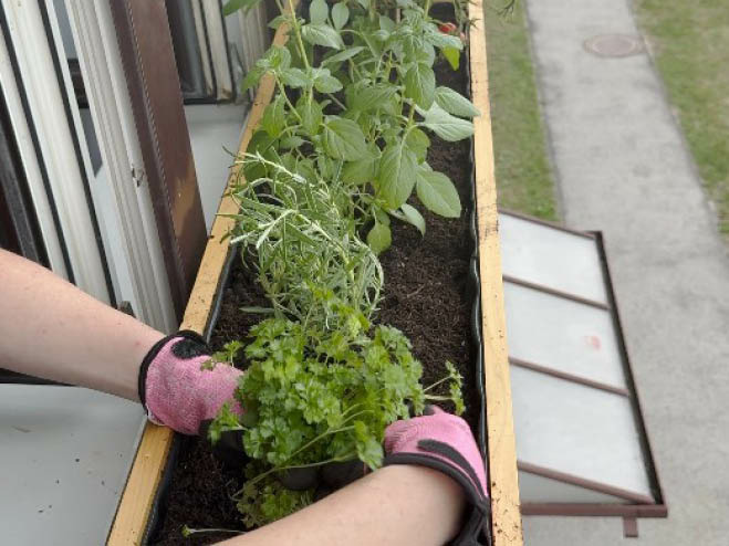 Verschiedene Kräuter werden in da selbstgemachte Fensterbeet aus Holz gepflanzt