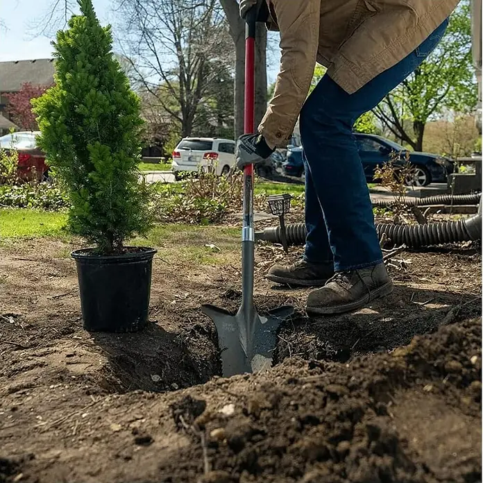 Root Slayer Rodespaten - 146 cm - Eine Person pflanzt einen kleinen grünen Baum mit einem roten Spaten. Der Baum steht in einem schwarzen Topf bereit zum Einpflanzen.