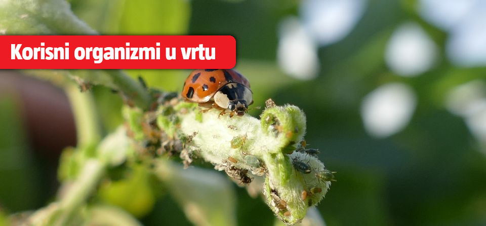 Prirodna zaštita bilja bez pesticida – neka priroda radi za vas!