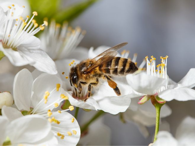 Prednosti biološke zaštite bilja