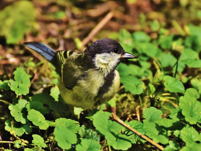 Top 9 korisnih organizama za biološko suzbijanje štetnika