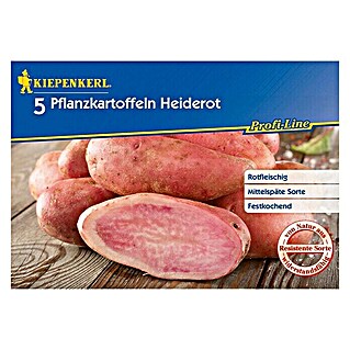 Kiepenkerl Profi-Line Pflanzkartoffeln (Solanum tuberosum, Heiderot, 5 Stk., Erntezeit: August)