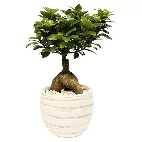 Piardino  Bonsai