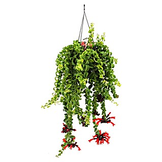 Piardino Schamblume (Aeschynanthus in verschiedenen Sorten, Topfgröße: 15 cm)