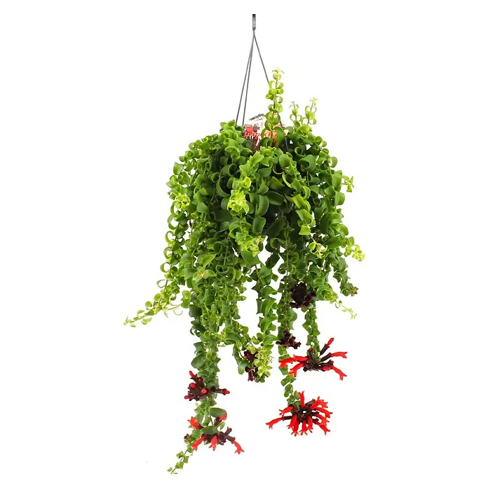 Piardino Schamblume - Aeschynanthus in verschiedenen Sorten, Topfgröße: 15 cm - Eine Nahaufnahme einer Hoya Lockenpflanze mit ihren gewundenen Blättern und roten Blüten, die in einem hängenden Topf präsentiert wird.