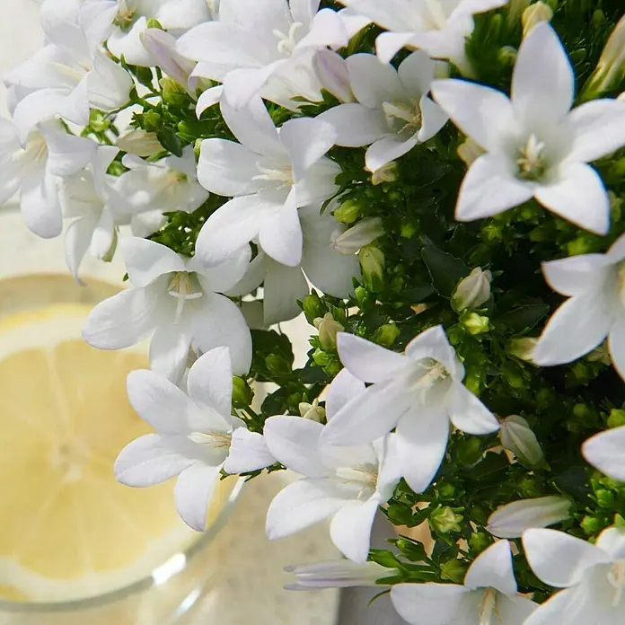 Polsterglockenblume - Campanula portenschlagiana Ambella, Topfgröße: 12 cm, Weiß - Nahaufnahme von weißen Blüten mit gelber Zitrone, die die Schönheit und Frische des Produkts hervorhebt.