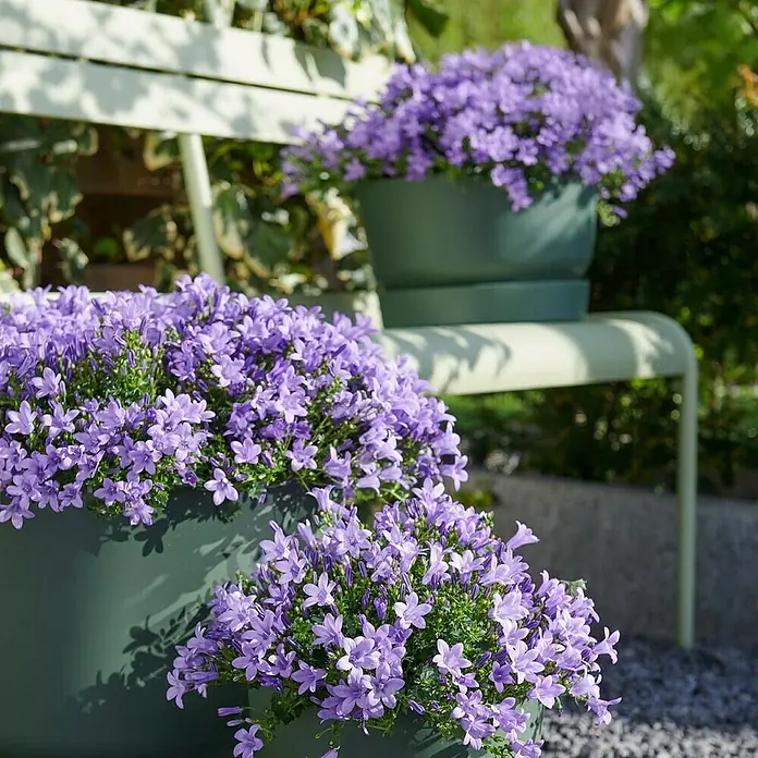 Piardino Polsterglockenblume - Campanula portenschlagiana Ambella, Topfgröße: 12 cm, Blau - Zwei grüne Blumentöpfe mit violetten Campanula-Blumen auf einer mintfarbenen Gartenbank, die ein schönes Ambiente schaffen.
