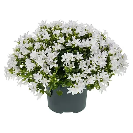 Polsterglockenblume