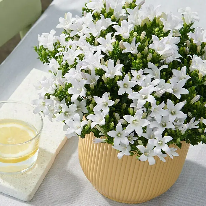 Polsterglockenblume - Campanula portenschlagiana Ambella, Topfgröße: 12 cm, Weiß - Ein üppiger Topf Campanula mit strahlend weißen Blüten in einem gelben Topf. Daneben steht ein Glas Wasser mit Zitrone auf einem Tisch.